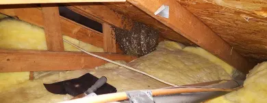 Business 6 image YOUR SAN DIEGO BEEKEEPER Pest Control Service in San Diego CA