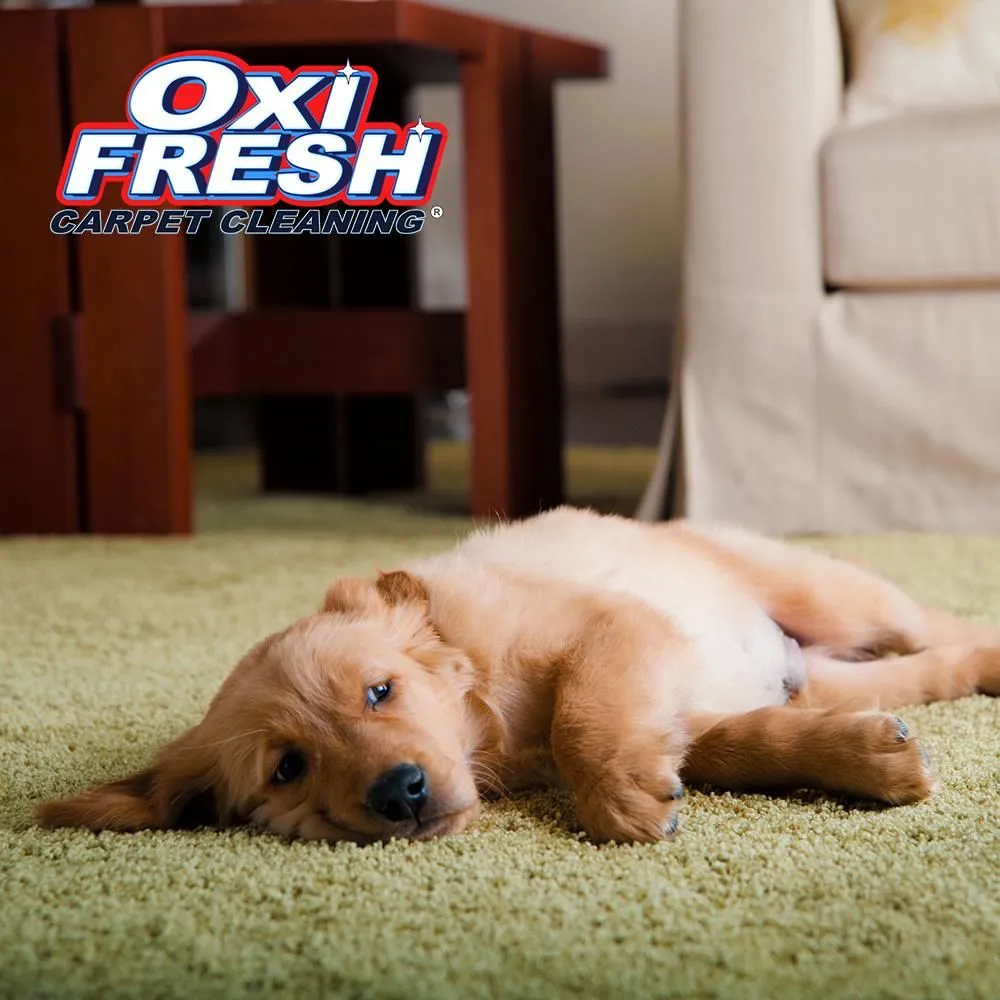 Business 9 image OXI FRESH CARPET CLEANING
