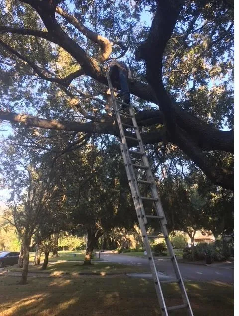 Business 3 image TREE BOSS