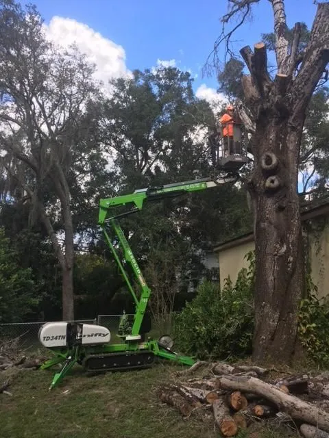 Business 2 image TREE BOSS