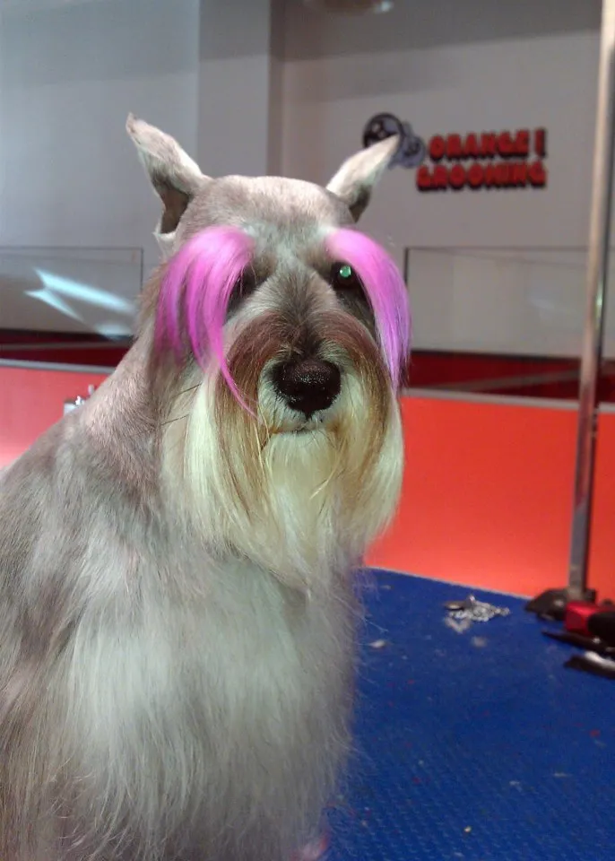 Business 3 image ORANGE GROOMING INC