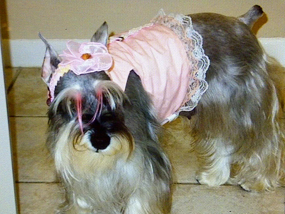 Business 2 image ORANGE GROOMING INC