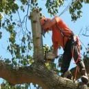 TAMPA TREE SERVICE Tree Trimming Service in Tampa FL