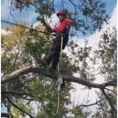 LEO'S TREE & LANDSCAPING SERVICES, LLC Tree Trimming Service in Tampa FL